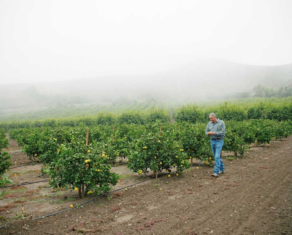 Lemon farm